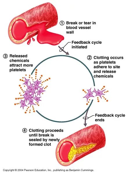 Blood clotting mechanism